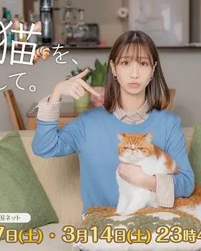 我收留了前男友的猫封面图